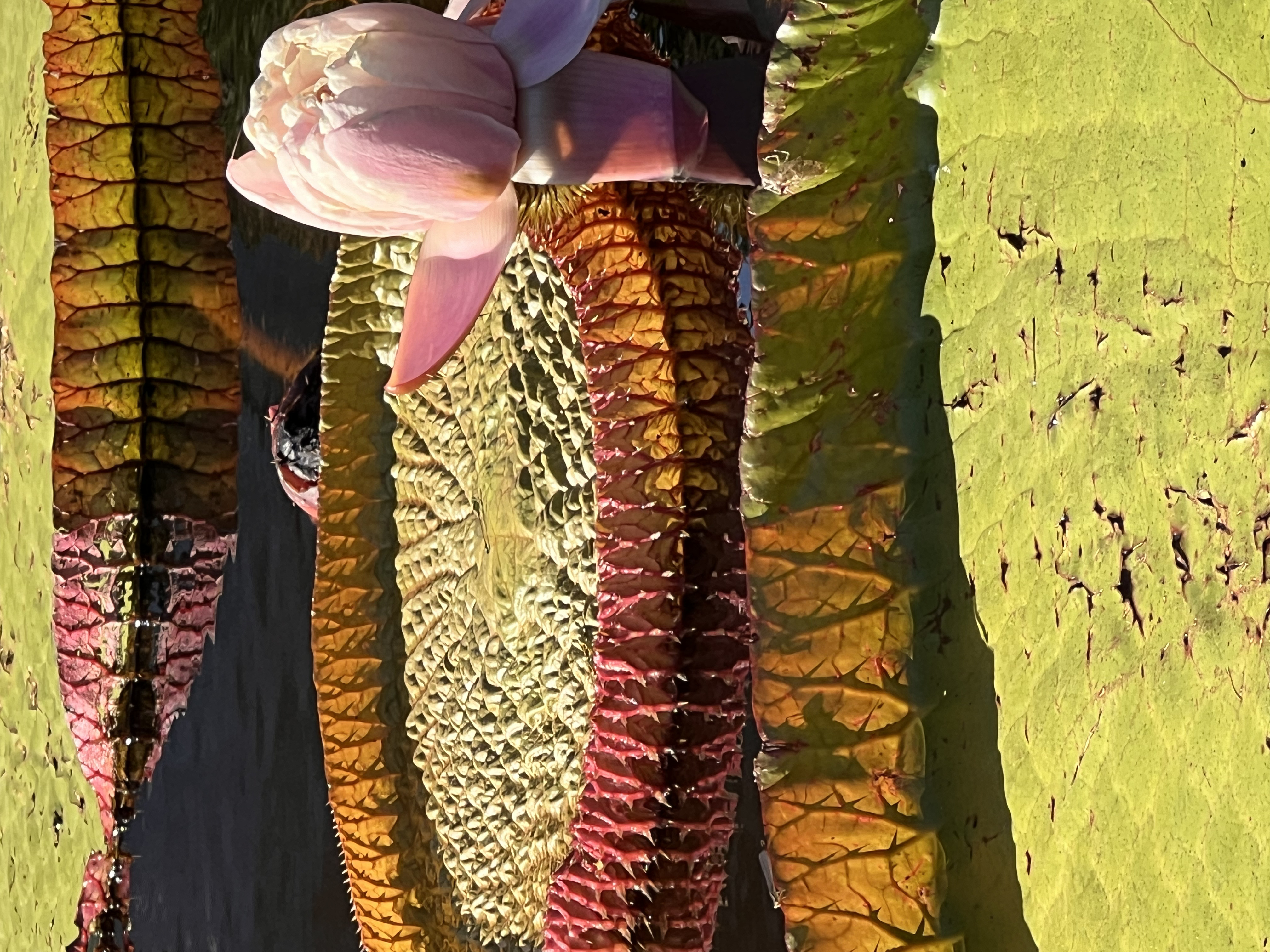 ./2024/10 - Myrtle Beach/IMG_4252.jpg